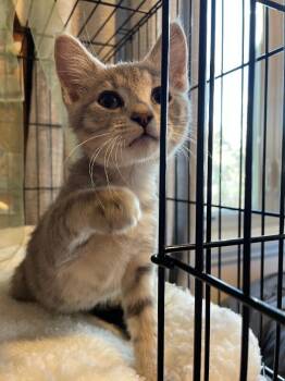 Rescue Domestic Medium Hair Cats for Adoption in Fort Collins, Colorado - T Rex | PetCurious