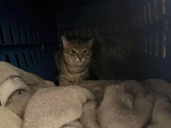 Domestic Short Hair Cats Available for Adoption in Annapolis, Maryland - Scythe | PetCurious