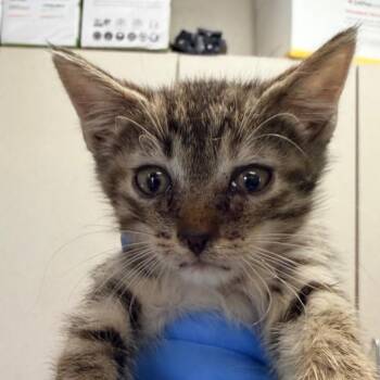 Domestic Short Hair Cats Available for Adoption in San Antonio, Texas - Massachu | PetCurious