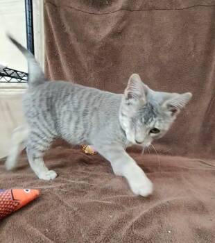 Rescue Domestic Short Hair and Tabby Cats for Adoption in Westfield, Wisconsin - Skully | PetCurious