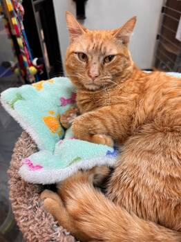Fanta -  Domestic Short Hair and Tabby Cat for Adoption in Mayfield, New York - Fanta | PetCurious