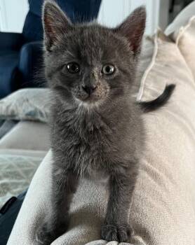 Domestic Short Hair Cats Available for Adoption in Cape Coral, Florida - Miirym | PetCurious