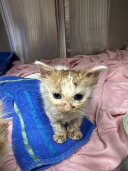 Rescue Domestic Short Hair Cats for Adoption in Fort Walton Beach, Florida - CANDY CORN | PetCurious