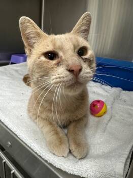 Rescue Domestic Short Hair Cats for Adoption in Lake City, Arkansas - Jack Skellington | PetCurious