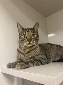 Domestic Short Hair Cats Available for Adoption in Corpus Christi, Texas - April | PetCurious