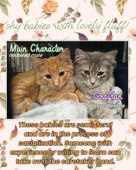 Rescue Domestic Long Hair Cats for Adoption in Brigham City, Utah - Main Character & Graylan | PetCurious