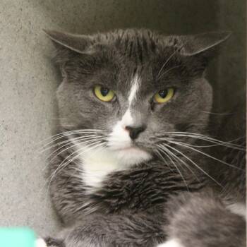 Domestic Medium Hair Cats Available for Adoption - Tamago [Spicy Kitty]  | PetCurious