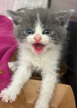 Domestic Short Hair Cats Available for Adoption in Hartsville, South Carolina - Basil | PetCurious