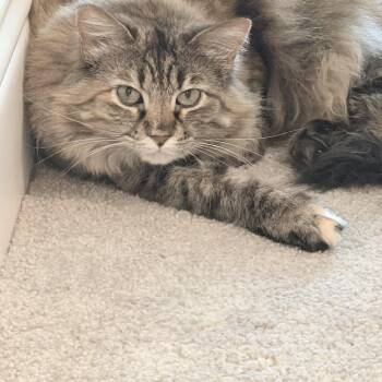 Sunny - Foster Home -  Maine Coon Cat for Adoption in Spring, Texas - Sunny - Foster Home | PetCurious