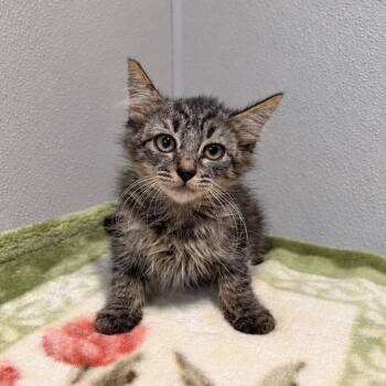IVHS-Stray-144541 -  Domestic Short Hair Cat for Adoption in San Gabriel, California - IVHS-Stray-144541 | PetCurious