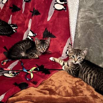 Ronaldo -  Domestic Medium Hair Cat for Adoption in Granville, Ohio - Ronaldo | PetCurious