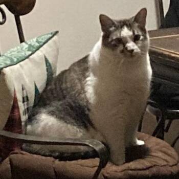 Jimmy -  Domestic Short Hair and Siamese Cat for Adoption in Grand Rapids, Minnesota - Jimmy | PetCurious