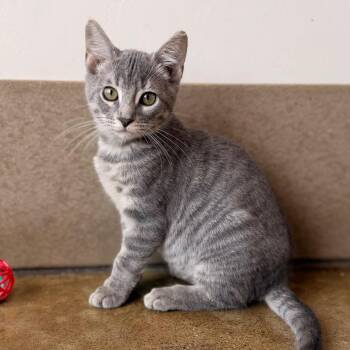 Hummingbird -  Domestic Short Hair Cat for Adoption in Green Bay, Wisconsin - Hummingbird | PetCurious