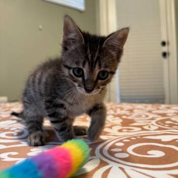 Spatula -  Domestic Short Hair Cat for Adoption in Houston, Texas - Spatula | PetCurious