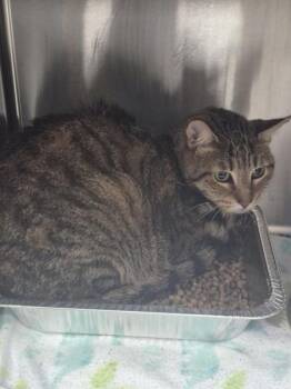 Domestic Short Hair Cats Available for Adoption in Lawrenceville, Georgia - Pen 14c Miles | PetCurious