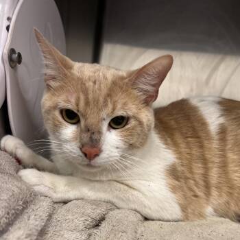 Wisp -  Domestic Short Hair Cat Available for Adoption in TIMBERCRK CYN, Texas - Wisp | PetCurious