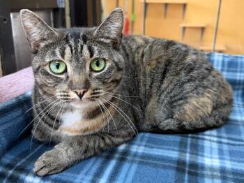 Domestic Short Hair Cats Available for Adoption - Pound Sweet | PetCurious