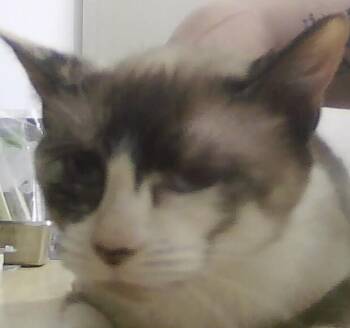 Maura -  Siamese Cat for Adoption in Dayton, Minnesota - Maura | PetCurious