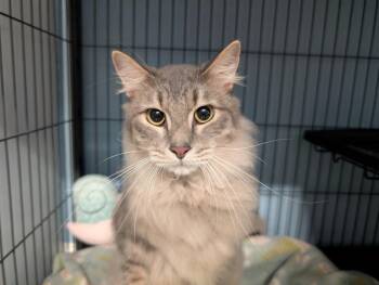 Casper -  Domestic Medium Hair Cat for Adoption in Magnolia, Texas - Casper | PetCurious