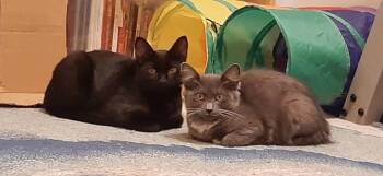 Merlin -  Domestic Short Hair Cat for Adoption in Richmond, Virginia - Merlin | PetCurious