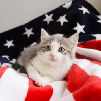 Paisley -  Domestic Short Hair Cat Available for Adoption in Wayne, New Jersey - Paisley | PetCurious