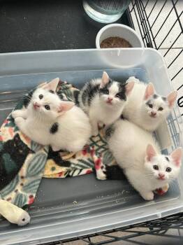 Two Dot -  Domestic Short Hair Cat for Adoption in Oradell, New Jersey - Two Dot | PetCurious