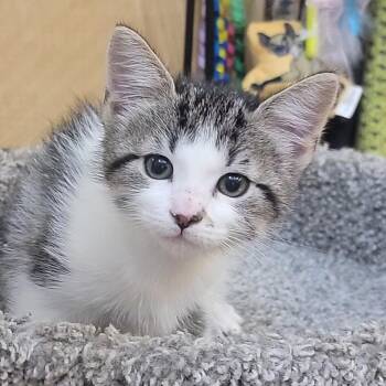 Gizzmo -  Domestic Short Hair Cat for Adoption in Santa Fe, Texas - Gizzmo | PetCurious