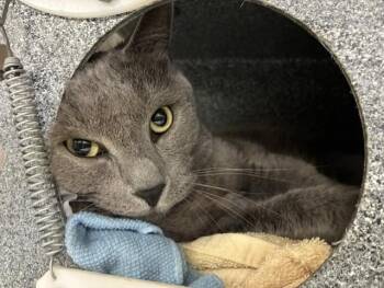 BLUE -  Domestic Short Hair Cat for Adoption in Colorado Springs, Colorado - BLUE | PetCurious