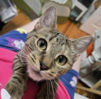 Minnie Lu -  Domestic Short Hair Cat for Adoption in Chicago, Illinois - Minnie Lu | PetCurious