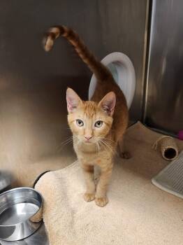 Game Boy -  Domestic Short Hair Cat for Adoption in Elmsford, New York - Game Boy | PetCurious