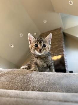 Rescue Domestic Short Hair and Tabby Cats for Adoption in Chattanooga, Tennessee - Pixy | PetCurious