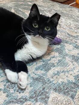 Miss Cookie -  Domestic Short Hair Cat for Adoption in Toronto, Ontario - Miss Cookie | PetCurious