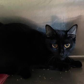 VHS -  Domestic Short Hair Cat for Adoption in Methuen, Massachusetts - VHS | PetCurious