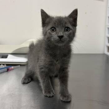 Geraldine G2 -  Domestic Short Hair Cat for Adoption in Edinburg, Texas - Geraldine G2 | PetCurious