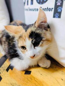 Emily -  Domestic Short Hair Cat for Adoption in Valley Park, Oklahoma - Emily | PetCurious