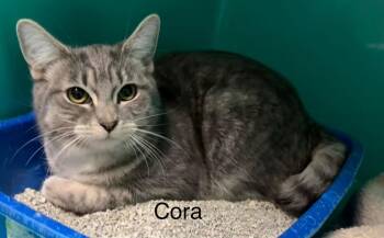 Domestic Short Hair Cats Available for Adoption - Cora | PetCurious