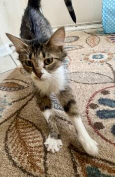 Pita -  Domestic Short Hair Cat for Adoption in Wheaton, Illinois - Pita | PetCurious