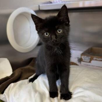 New Moon -  Domestic Short Hair Cat for Adoption in Richmond, Virginia - New Moon | PetCurious