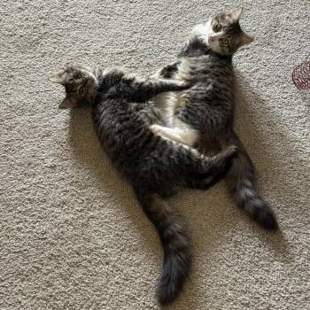 Pyrex -  Domestic Medium Hair Cat for Adoption in Durham, North Carolina - Pyrex | PetCurious