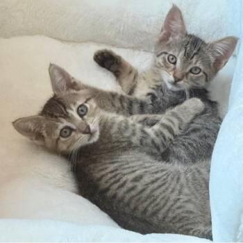 Rescue Tabby Cats for Adoption in Hoquiam, Washington - Neville - Tiny And Lots Of Fun | PetCurious