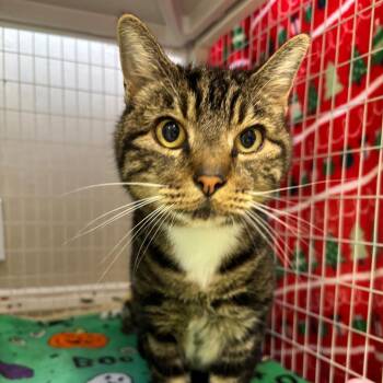 Hopkins -  Domestic Short Hair Cat for Adoption in Medford, Oregon - Hopkins | PetCurious