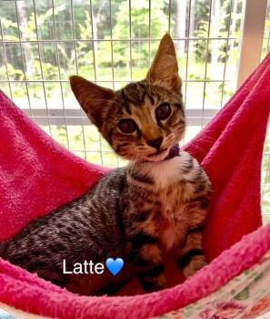 Latte -  Domestic Short Hair Cat for Adoption in Lunenburg, Massachusetts - Latte | PetCurious