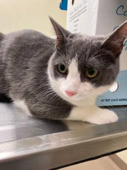 Yacht *Sponsored adoption -  Domestic Medium Hair Cat Available for Adoption in Christiansburg, Virginia - Yacht *Sponsored Adoption | PetCurious