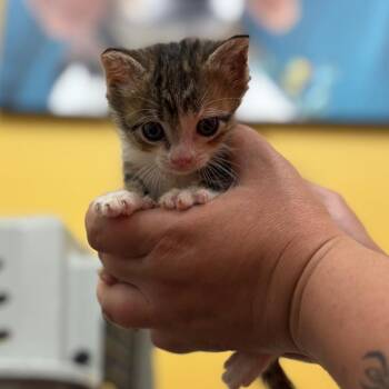 Jill -  Domestic Short Hair Cat for Adoption in Nashville, Indiana - Jill | PetCurious