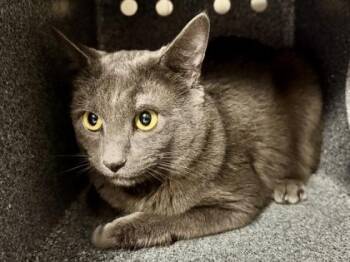 Domestic Short Hair Cats Available for Adoption - Daydee | PetCurious