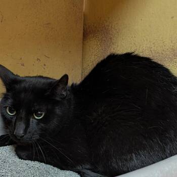 Domestic Short Hair Cats Available for Adoption in Newcastle, Oklahoma - Minky | PetCurious