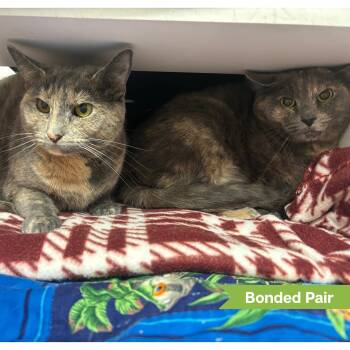 Sheeva -  Domestic Short Hair Cat for Adoption in Reisterstown, Maryland - Sheeva | PetCurious