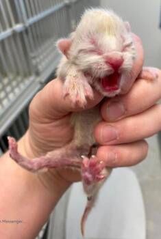 Cream Soda -  Domestic Short Hair Cat Available for Adoption in Lampasas, Texas - Cream Soda | PetCurious
