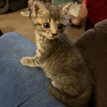 Aurora (In Foster) -  Domestic Short Hair Cat for Adoption in Newark, New Jersey - Aurora (In Foster) | PetCurious