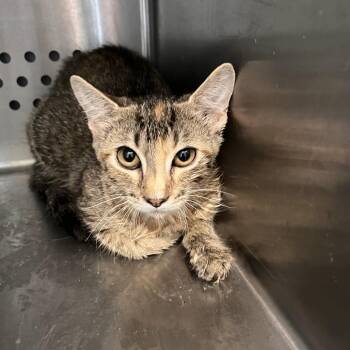 Nancy Wheeler -  Domestic Short Hair Cat for Adoption in Washburn, Missouri - Nancy Wheeler | PetCurious